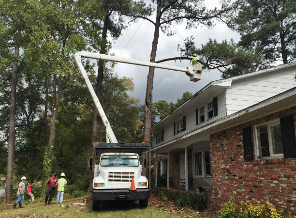 Reliable Petersburg, WV Tree Removal Services Solutions